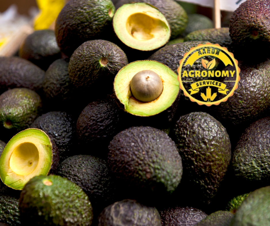 One acre Avocado Package